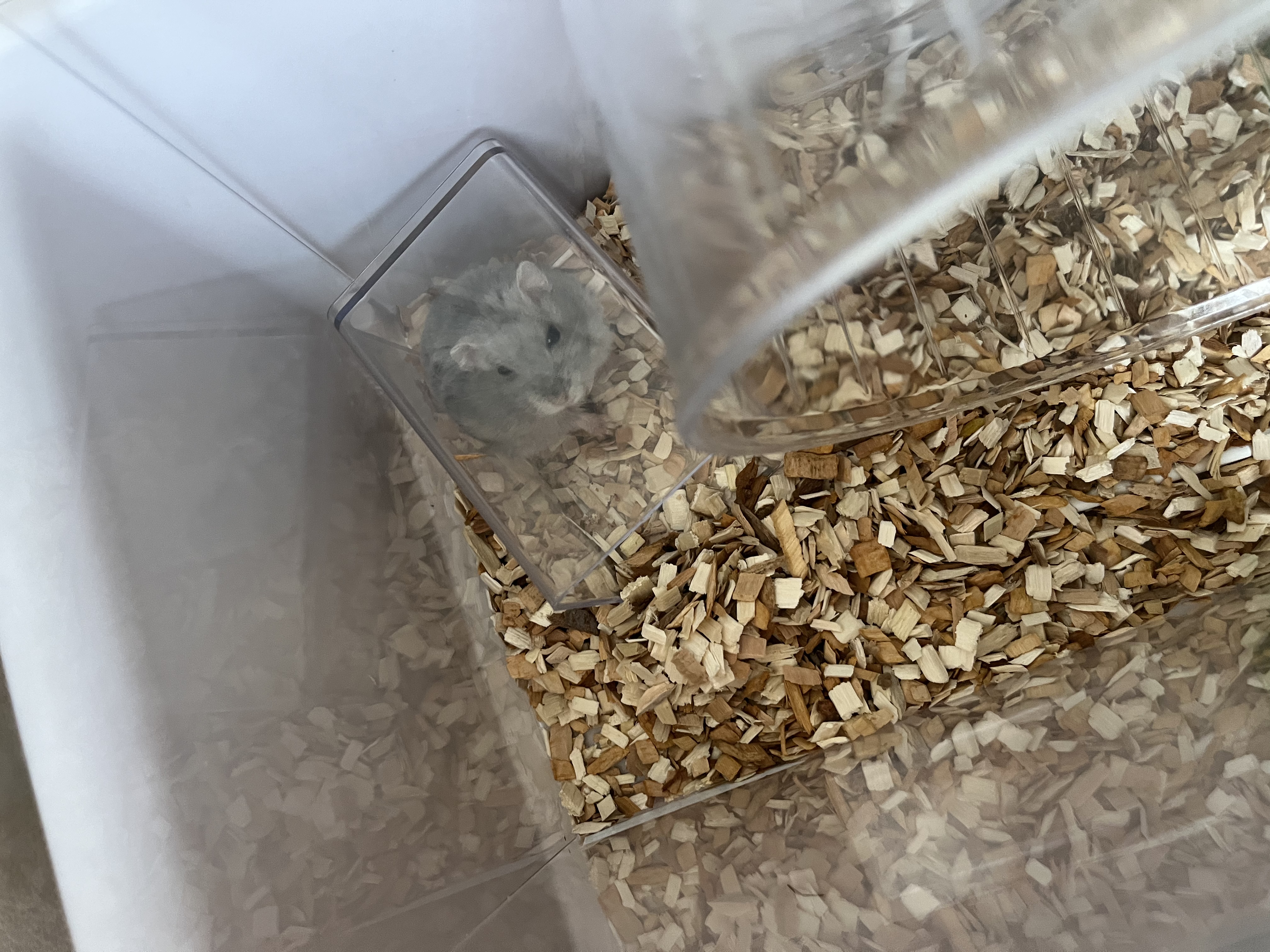 备能（BEINENG）仓鼠除臭喷雾消毒杀菌兔子蜜袋鼯宠物笼子厕所生物酶去异味300ml 实拍图