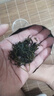 南同四海小叶苦丁茶80g搭正宗小叶苦丁茶特优级2026嫩芽新茶正品中老年人 实拍图