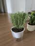 花翁红掌盆栽鸿运当头绿植室内桌面植物耐阴年宵花卉净化空气源头直发 实拍图