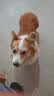 奥丁 西餐厅 狗粮全犬种通用型成犬专用哈士奇德牧通用 成犬犬粮15kg 实拍图