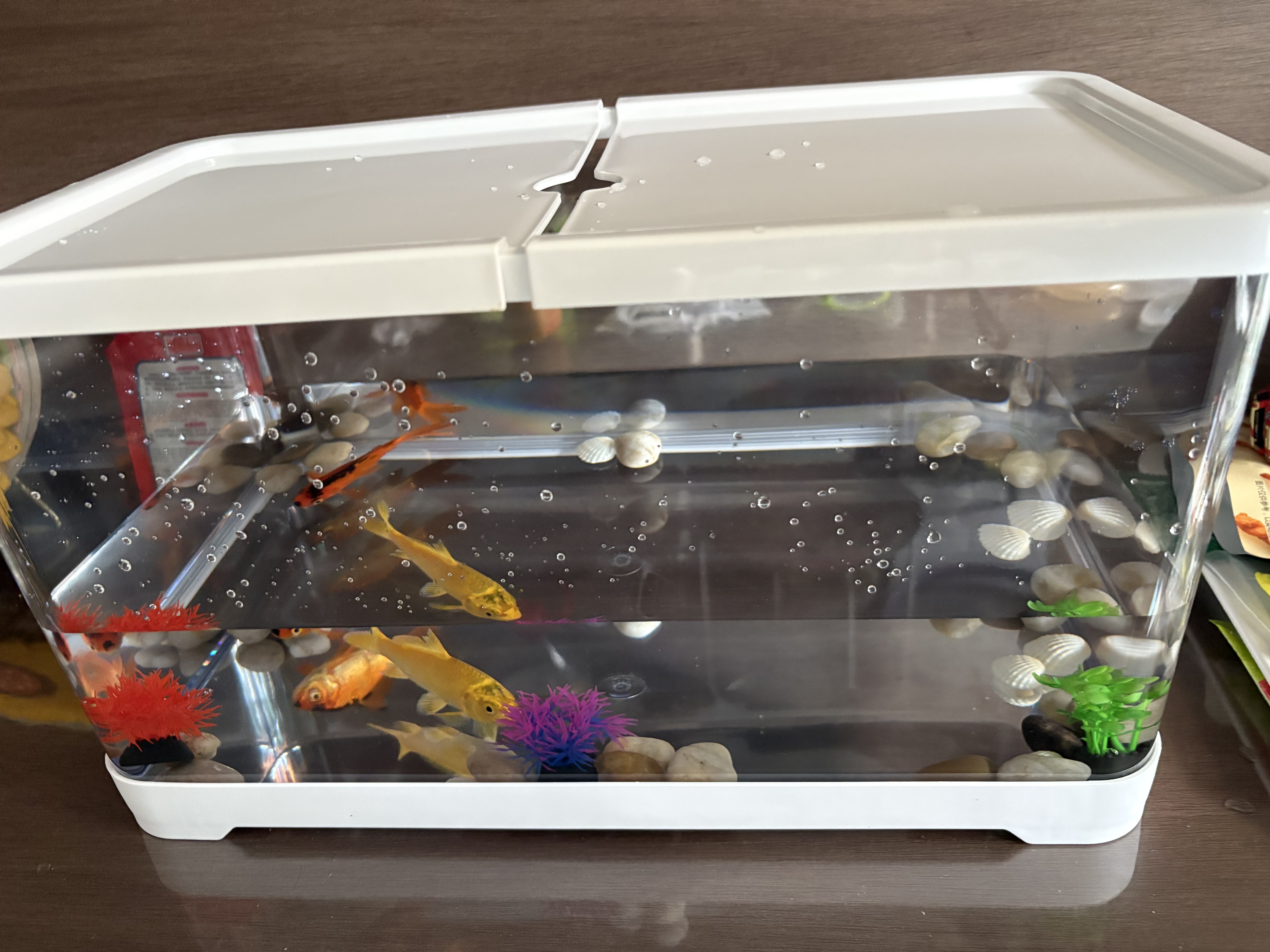 阔庭（KUOTING）鱼缸桌面透明生态鱼缸客厅水族箱白色 实拍图