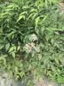 洛克兄弟骑行头盔带风镜山地公路自行车头盔男女一体成型炫彩安全帽 黑色：配1副灰色+1副透明镜片+帽檐 L码（适合头围58-62cm） 实拍图