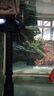 博宇（BOYU）鱼缸过滤器三合一增氧泵水族箱打氧过滤桶迷你循环潜水泵充氧一体 PGB-1500(1~1.5米大鱼缸） 实拍图