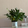 年宵花【热销款】白掌一帆风顺盆栽水培植物绿植过年装饰摆件年货 【店主推荐】特级白掌6-8株带花+早安盆+营养液 实拍图