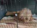 蔻丝狗笼子小型犬带厕所清洁球狗窝一室一厅一卫豪华别墅室内家用自营 实拍图