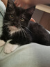 好之味猫粮成猫幼猫全期海鲜鸡肉美短英短好滋味宠物猫咪主粮 海鲜味全期猫粮500g*5包 实拍图
