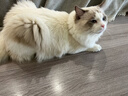 多特思幼猫羊奶猫条25支添加益生元幼猫咪零食湿粮 实拍图