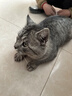 伟嘉成猫猫粮 夹心粮10kg牛肉味全价猫粮 实拍图
