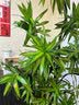 京东绿植【带盆种好】金心百合竹客厅大型绿植盆栽高级感室内好养源头直发 实拍图