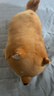 名创优品（MINISO）柴犬系列毛绒公仔趴姿玩具娃娃抱枕睡觉卧室办公室午睡枕生日礼物 实拍图