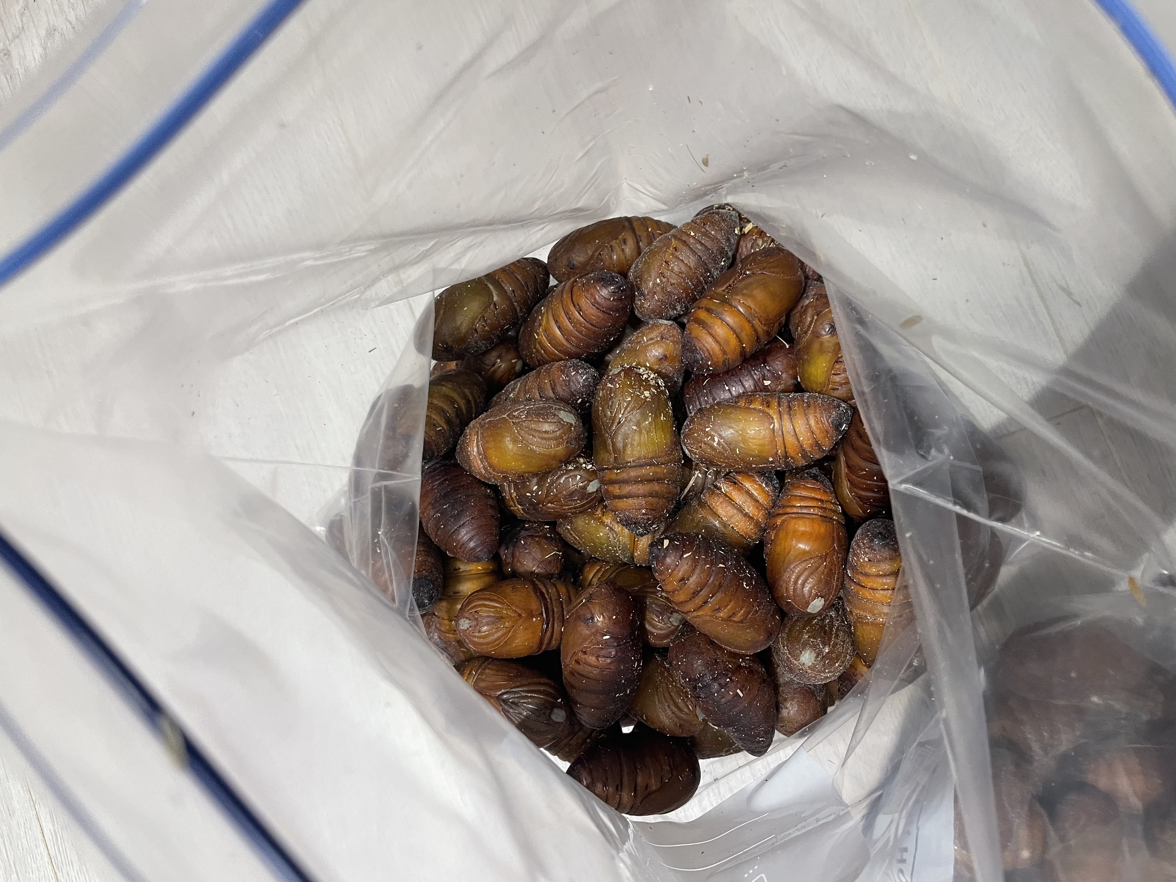 辽梦【销量20万+只】蚕蛹鲜活发货东北特产 新鲜茧蛹特级大黄蚕蛹蝉蛹 大黄大号丨净重1000g【80-100只】更划算 实拍图