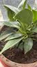 花翁金钻盆栽绿植物大盆绿萝除室内甲醛花卉水培办公净化空气源头直发 实拍图