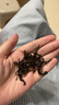 乐品乐茶毛尖茶叶特级明前春茶嫩芽2026新茶自饮礼盒装250g端午父亲节礼物 实拍图