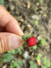 心相印【樊振东推荐】厨房用纸卷纸75节*8卷纸巾食品接触级 懒人抹布 实拍图