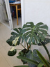 史丹利（STANLEY）绿植营养液通用型肥料室内盆栽植物叶面肥家用观叶型专用肥500ml 实拍图