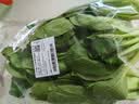 上海青约500g(油菜) 实拍图