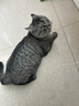 伟嘉成猫猫粮 夹心粮10kg牛肉味全价猫粮 实拍图