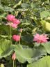 米家汽车头枕腰靠黑色套装 车用车头护颈枕护腰 小米SU7 YU7车 实拍图