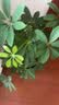 德沃多植物营养土通用3L组合园艺养花土种菜土壤盆栽多肉绿植 实拍图