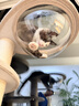兽牌森林猫爬架大型猫树猫窝一体豪华剑麻猫架太空舱缅因大猫四季适用 森林【经典款】 实拍图
