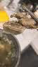 皓月 原切牛肋条2斤 国产谷饲 烤肉炖煮肥瘦相间 生鲜牛肉 源头直发 实拍图