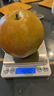 趣尝鲜【绿色认证】山西玉露香梨 净重7斤 单果250g+ 生鲜水果源头直发 实拍图