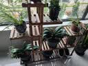 华观家居（Home Giving Furniture）可移动手推花架实木多层落地式花盆架子木质盆景阳台客厅室内多肉 加强款碳色大号带轮 实拍图