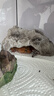 iosn阳光房种植儿童玩具材料包植物观察迷你种植花园房科学小实验套装 单层阳光房-6包种子+工具 观察植物生长丨感受大自然的美 实拍图