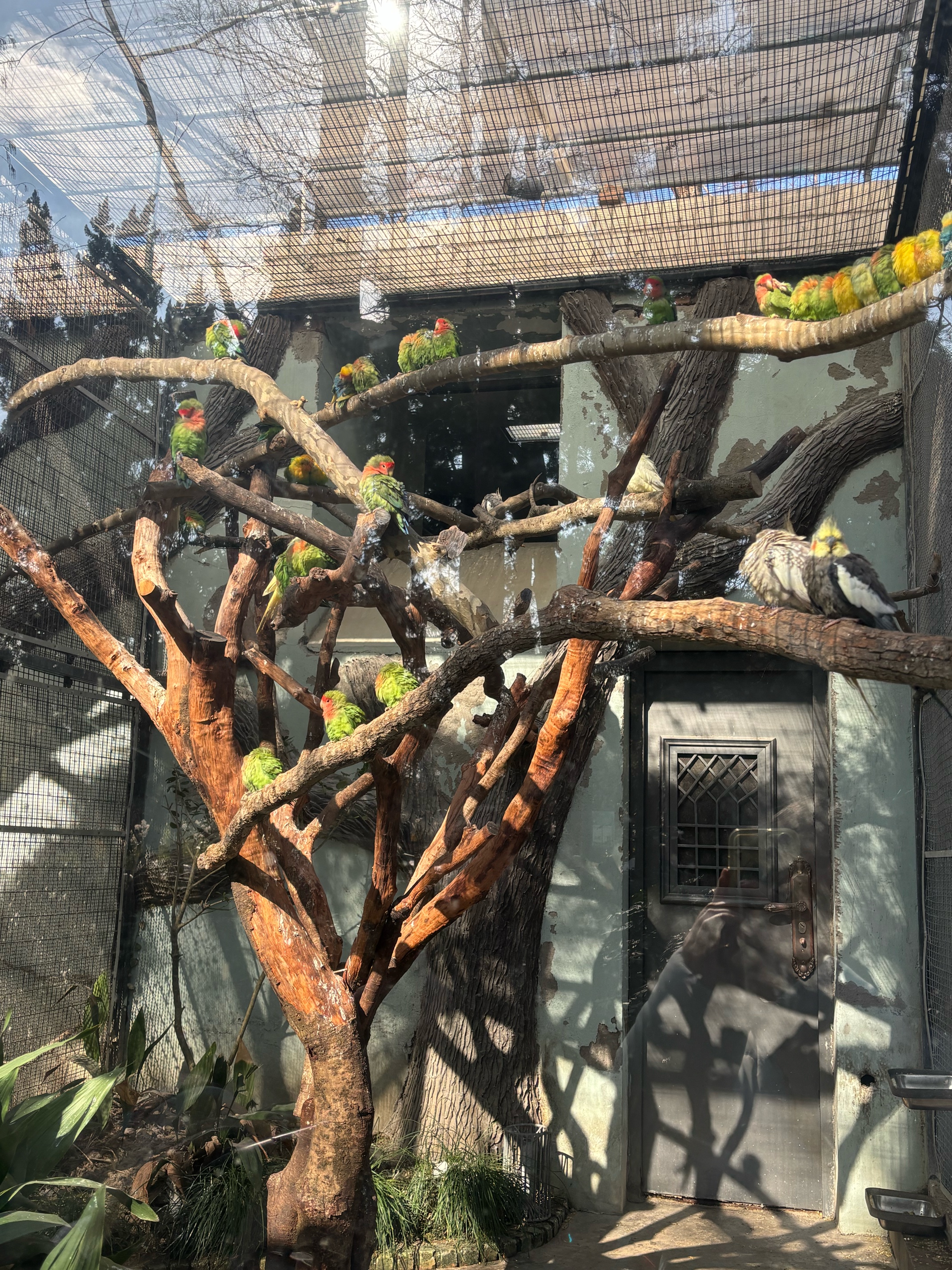 babycare柴犬儿童水杯婴儿学饮杯宝宝吸管杯防呛夏季水壶PPSU-海鸥阀 实拍图