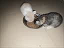 好主人金装好主人猫粮2.0 成猫幼猫蓝猫英短通用全价无谷冻干 【试吃装】金装幼猫粮400g 实拍图