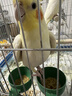 开元鹦鹉奶粉 升级版鸟粮小鸟手养鹦鹉雏鸟饲料营养乳粉幼鸟食 实拍图