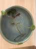 金鱼草金鱼观赏鱼冷水好养耐活小鱼苗锦鲤 2-4cm 红草金买3条送3条（加备损） 实拍图