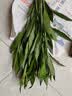 富贵竹水培植物室内招财绿植插瓶插花净化空气办公桌面转运竹 富贵竹65cm6支 实拍图
