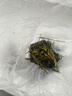 福茗源太平猴魁绿茶 特级雨前2026新茶嫩芽茶叶礼盒自己喝端午礼盒125g 实拍图