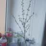 爱已装糖仿真绿植假花花瓶插花单支diy花束塑料花客厅摆件装饰花相思果1束 实拍图