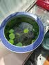 寿禾 碗莲种子水培已开口鱼缸盆栽四季开花植物 碗莲种子30粒 实拍图