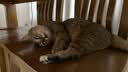 卫仕（NOURSE）猫多维魔方富含猫咪日常所需复合维生素皮肤毛发科学营养补充剂 【先试后买】猫多维70片 实拍图