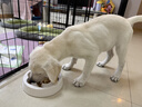 皇家狗粮 拉布拉多幼犬狗粮 宠物大型犬 ALR33 全价犬粮 2-15月 12KG 实拍图