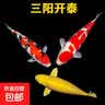 锦鲤活鱼观赏鱼活体淡水冷水鱼纯种黄金红白三色锦鲤鱼金鱼招财鱼 20-25cm 三阳开泰(红白+三色+黄 实拍图