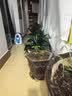 史丹利有机营养土10L+复合肥2.5斤套餐 园艺有机土通用型种菜养花种植土 实拍图