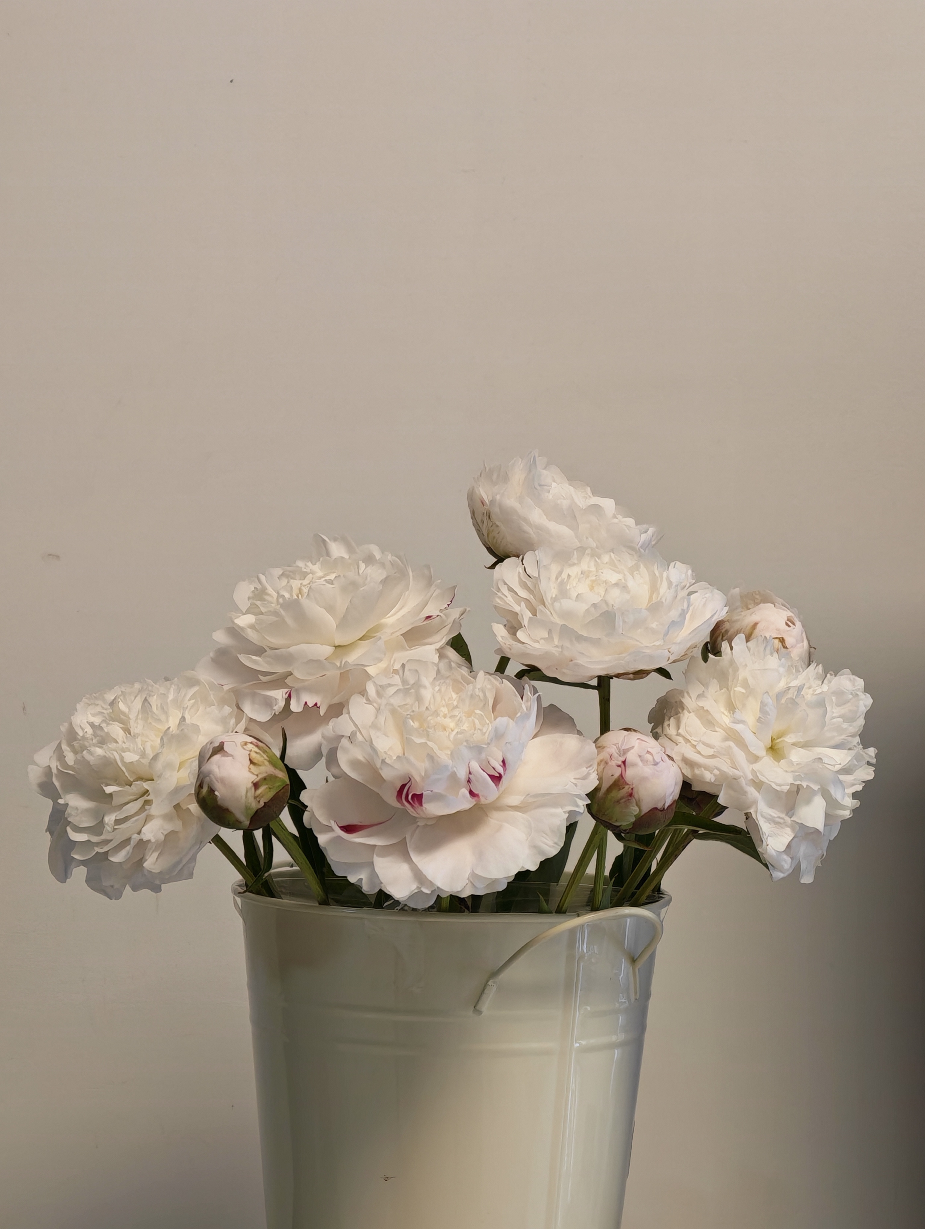 山东菏泽芍药鲜花花束重瓣大花苞基地直发鲜切花【全色系】 芍药-杨贵妃出浴【花苞/支2.5-3.0公分】 【10支】长度/支45公分以上 实拍图
