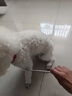 HELLOJOY宠物猫咪狗狗排梳猫梳子宠物去浮毛开结钢梳布偶长毛猫专用猫毛梳 实拍图