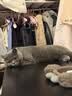 自然光环Halo猫粮 美国进口 纯鲜肉 无谷 健美体态 成猫粮 鸡肉味6磅*2 实拍图