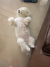 麦富迪狗粮 无谷牛肉双拼狗粮成犬小型犬比熊贵宾缓解泪痕 10kg/20斤 实拍图