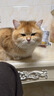 pidan混合豆腐猫砂 豆腐膨润土皮蛋猫砂除臭猫砂结团快 经典款2.4kg*4 实拍图