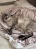金宇【冰仓当天发】猫咪疫苗金喵乐猫三联疫苗自打幼猫套餐成猫疫苗 成猫套餐【猫三联*1+狂犬 1ml*1瓶 】+驱虫药 实拍图