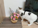 网易严选全价冻干双拼猫粮3.0 猫干粮成猫幼猫通用高鲜肉粮 自营金选1.8kg 实拍图