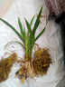 劉閣蘭花兰花苗世界上超香四季兰帝王妃 金边矮种夏带浓香花苞花卉盆栽 3大壮苗+硬塑黑盆+2包土 实拍图