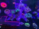 彻朗鱼缸静音水泵潜水泵循环泵侧吸泵海水缸小型家用过滤抽水泵18w 实拍图