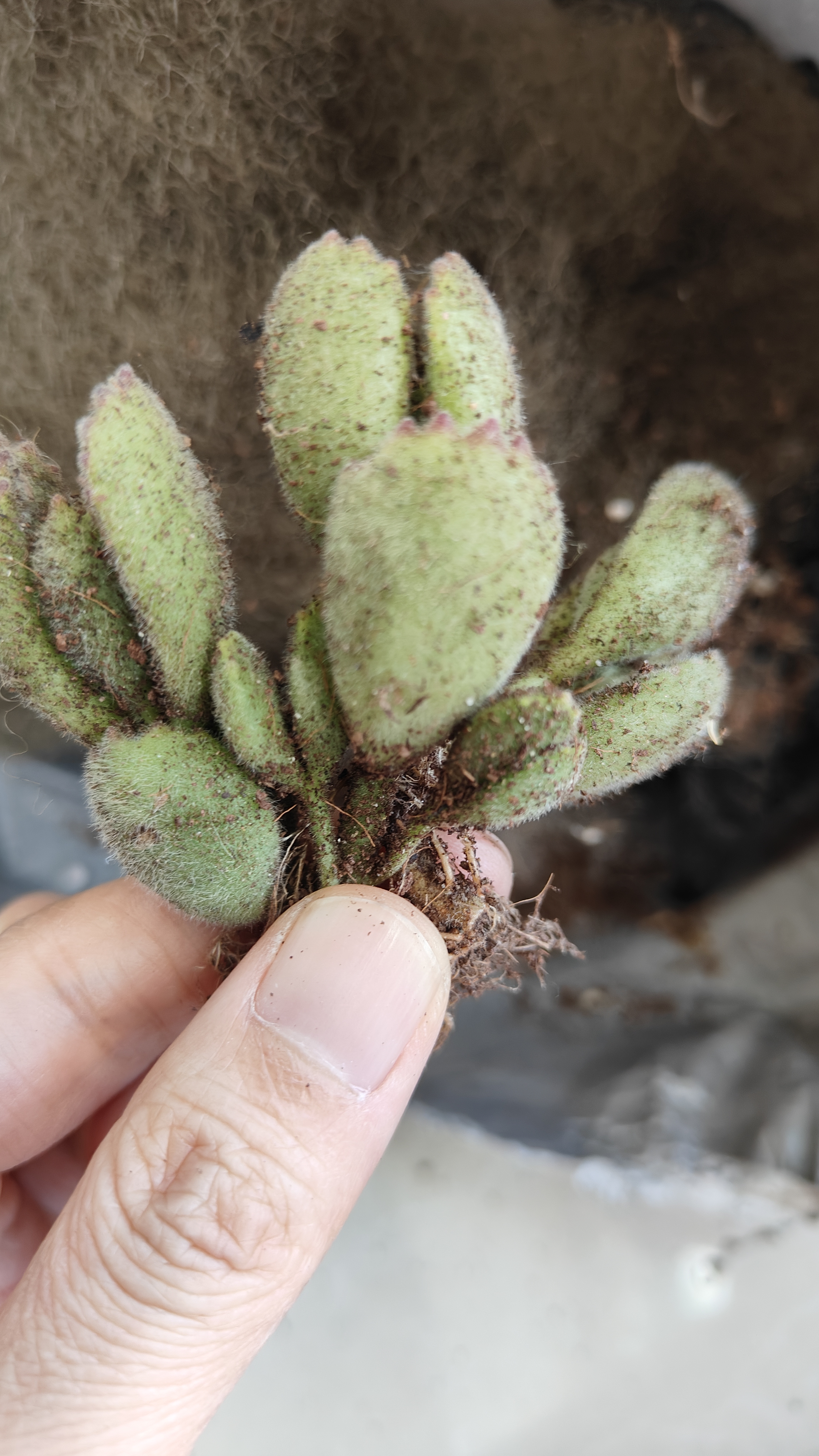 【招财进宝多肉】钱串吸财树桃蛋吹雪之松锦精选系列好养基地直发 熊童子3颗 实拍图